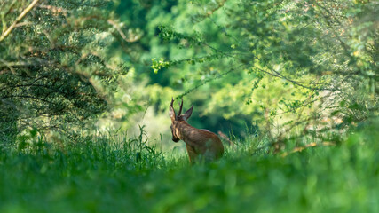 Ein Rehbock in einem grünen Wald