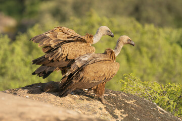 Two Eurasian griffon vultures - Gyps fulvus fulvus standing on rock at green background. Photo from Sierra de Gredos Mountain in Spain.