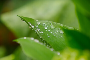 Raindrops on a green leaf of a plant. Landscape. The beauty of nature. Gardening.