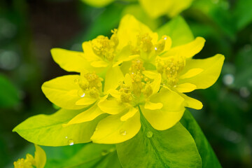 Euphorbia. Close-up of a yellow flower. Landscape. The beauty of nature. Gardening.