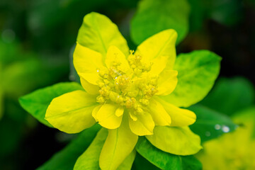 Euphorbia. Close-up of a yellow flower. Landscape. The beauty of nature. Gardening.