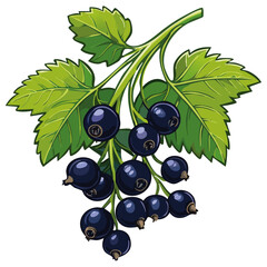 Blackcurrant on a branch color vector illustration. Image of summer berry and leaves on an isolated background. Twig for packaging and design.