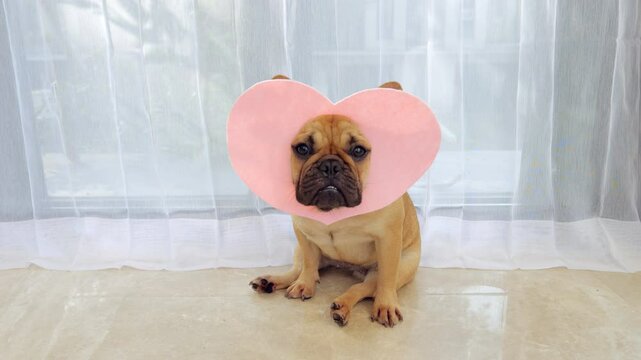 Small adorable dog wearing pink heart-shaped headgear sits patiently, gazing straight at camera. Cute wrinkled muzzle and dewy eyes of Frenchie are visible through cutout of simple Valentine prop