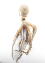 Internal and external structure of a squid in a biological laboratory.