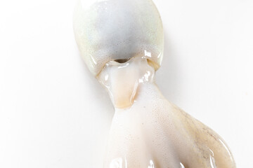 Internal and external structure of a squid in a biological laboratory.