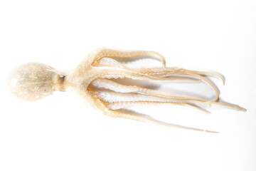 Internal and external structure of a squid in a biological laboratory.