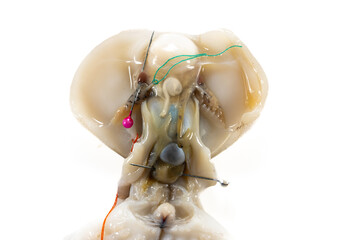 Internal and external structure of a squid in a biological laboratory.