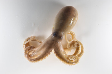 Internal and external structure of a squid in a biological laboratory.
