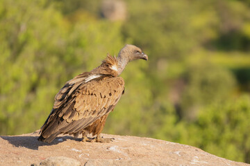 Eurasian griffon vulture - Gyps fulvus fulvus on rock at green background. Photo from Sierra de Gredos Mountain in Spain. Copy space on right side.