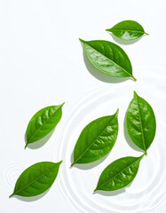 Fresh green leaves floating on clear water with gentle ripples on a white background