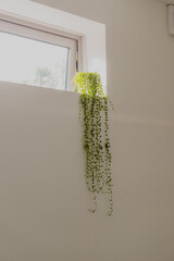 String of pearls plant hanging off of windowsill with sun poking through
