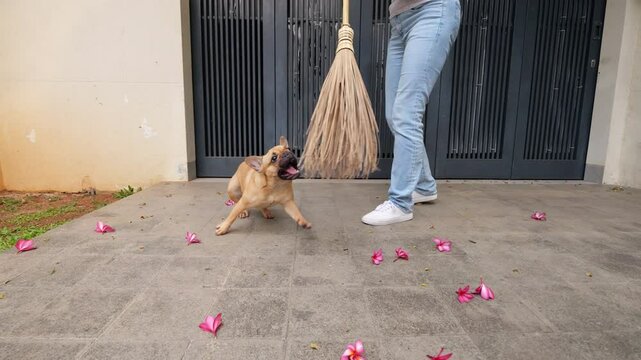 Woman sweeping fallen plumeria flowers from driveway pavement with broom, but playful young dog keeps chasing and attacking the moving broom, turning simple cleaning into chaotic and amusing game.