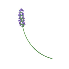 lavenda flower isolated on white