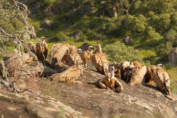 Flock of Eurasian griffon vultures - Gyps fulvus fulvus standing on rock at green background. Photo from Sierra de Gredos Mountain in Spain.