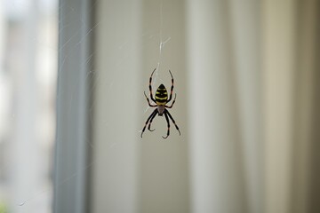 A colorful spider with bright markings stands on a shiny web stretched across a window frame. The background shows a soft indoor light and blurred curtains
