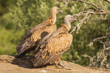Two Eurasian griffon vultures - Gyps fulvus fulvus standing on rock at green background. Photo from Sierra de Gredos Mountain in Spain.	
