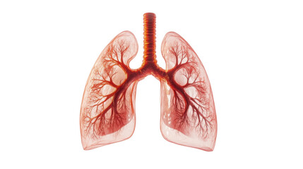 Human Lungs Showing Pulmonary  Circulation on white background