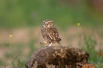 Little owl, owl of Athena, owl of Minerva - Athene noctua standing on stone at green background with grasshopper in claws.. Photo from Calera y Chozas in Spain, Toledo Province. 