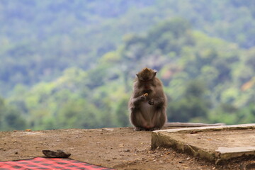 A female long tailed monkey (Macaca fascicularis) at Pusuk Sembalun, Lombok island, Indonesia.