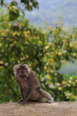 A female long tailed monkey (Macaca fascicularis) at Pusuk Sembalun, Lombok island, Indonesia.