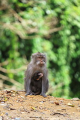 A female long tailed monkey (Macaca fascicularis) with her baby at Pusuk Sembalun, Lombok island, Indonesia.
