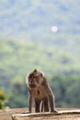 A female long tailed monkey (Macaca fascicularis) at Pusuk Sembalun, Lombok island, Indonesia.