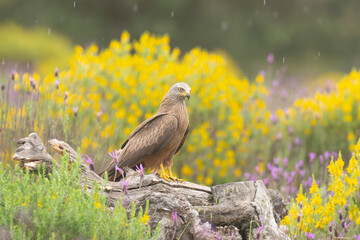Black kite - Milvus migrans on stone  in rain with yellow flowers in background. Photo from Sierra de Gredos Mountain in Spain