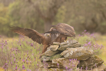 Two Black kites - Milvus migrans on stone at green background. Photo from Sierra de Gredos Mountain...