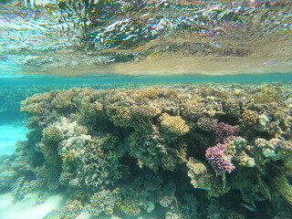 Underwater photo of corals and fishes in the clear water of the Hurghada red sea