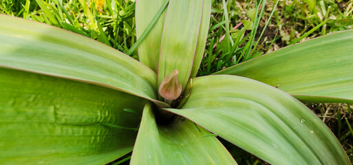 a huge flower sprout in the grass