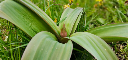 Obraz premium a huge flower sprout in the grass