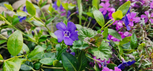 purple flowers in the grass
