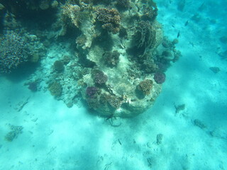 Underwater photo of corals and fishes in the clear water of the Hurghada red sea