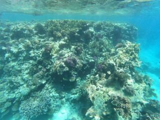 Underwater photo of corals and fishes in the clear water of the Hurghada red sea