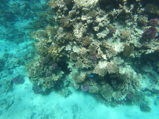 Underwater photo of corals and fishes in the clear water of the Hurghada red sea