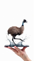 Emu struts across a smartphone held by a human hand with water splashing around its feet