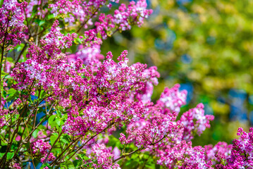 Obraz premium Pink lilac blooms in the Botanical garden