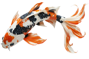  Koi fish with flowing fins in orange, black, white pattern, isolated mid-swim position, symbol of peace, fortune, and calm motion