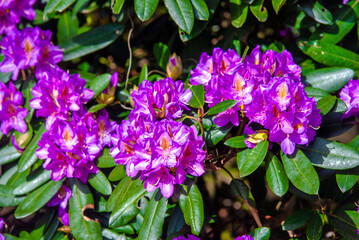 purple rhododendron blooms in the Botanical garden