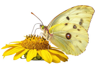 Fototapeta premium Yellow butterfly perched on sunflower center, delicate wings with soft spots feeding on nectar in sunny natural setting.