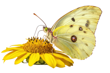 Yellow butterfly perched on sunflower center, delicate wings with soft spots feeding on nectar in sunny natural setting.

