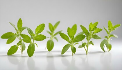 Several fresh stevia plants with vibrant green leaves stand out against a bright backdrop, highlighting their natural beauty.