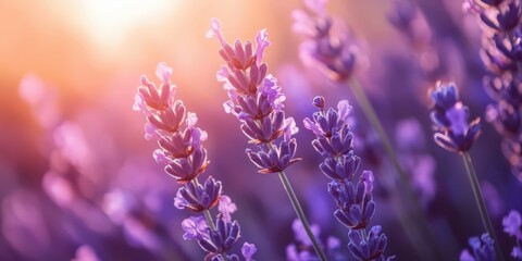 Naklejka premium Lavender Field at Sunset. Close Up of Purple Lavender Flowers in Summer