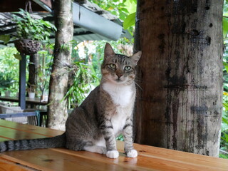 thai cat , old cat in thailand
