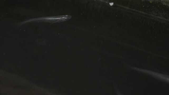 スーパースロー映像：水槽の中を泳ぐメダカ