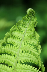 Close-up of spring green fern leaf on dark blurred background. Soft selective focus.