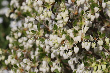 日本の春の庭に咲く白い小さなドウダンツツジの花
