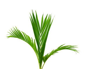 Palm leaves The green leaves of palm trees rests on white background. 