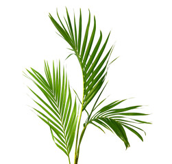 Green leaf of palm tree on white background 