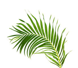 Fototapeta premium Palm leaves The green leaves of palm trees rests on white background. 